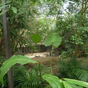 View in the Oasia greenhouse with part of the indoor Asian small-clawed otter exhibit, 2008-03-01