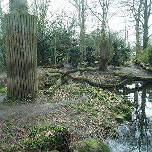 Amur tiger exhibit, 2008-03-01