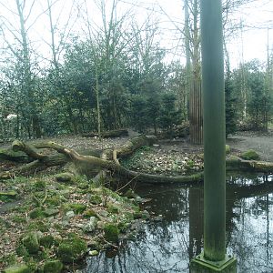 Amur tiger exhibit, 2008-03-01