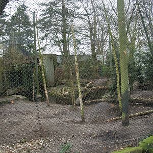 Amur tiger exhibit, 2008-03-01