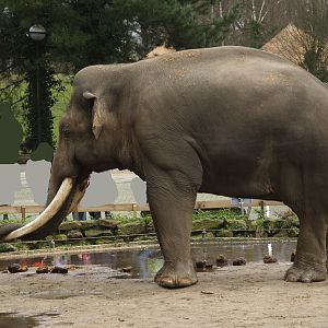 Asian elephant bull Radza (Elephas maximus), 2008-03-01