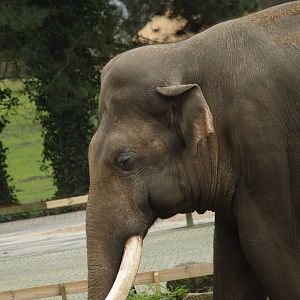 Asian elephant bull Radza (Elephas maximus), 2008-03-01