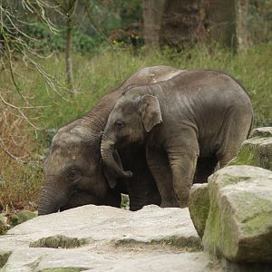 Asian elephants (Elephas maximus), 2008-03-01