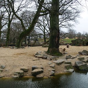 Hamadryas baboon island, 2008-03-01