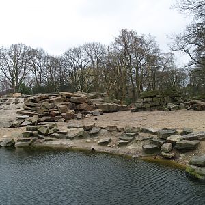 Hamadryas baboon island, 2008-03-01