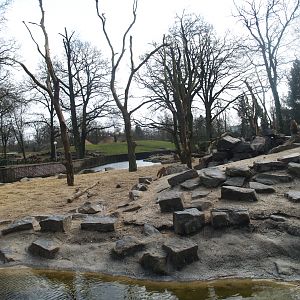 Hamadryas baboon island, 2008-03-01