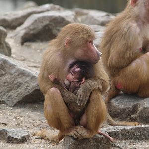 Hamadryas baboons (Papio hamadryas), 2008-03-01