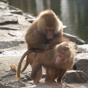 Hamadryas baboons (Papio hamadryas), 2008-03-01