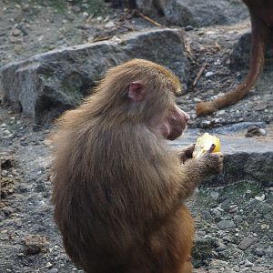 Hamadryas baboon (Papio hamadryas), 2008-03-01