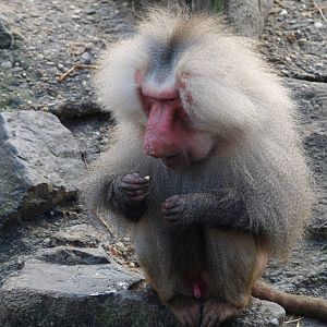 Hamadryas baboon (Papio hamadryas), 2008-03-01