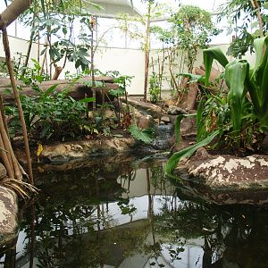 Asia House - Asian water monitor exhibit, 2008-03-01