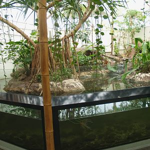 Asia House - Asian water monitor exhibit, 2008-03-01