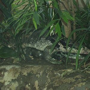 Mating Asian water monitors (Varanus salvator), 2008-03-01