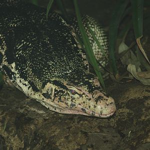 Asian water monitor (Varanus salvator), 2008-03-01