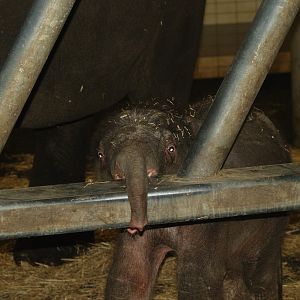 Baby Asian elephant (Elephas maximus), 2008-03-01
