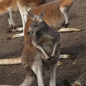 Red kangaroo (Osphranter rufus), 2008-03-01