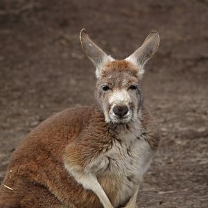 Red kangaroo (Osphranter rufus), 2008-03-01