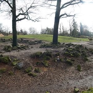 Savanna exhibit, 2008-03-01