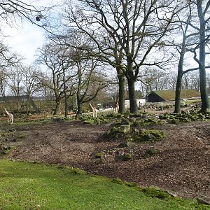 Savanna exhibit, 2008-03-01