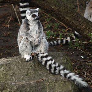 Ring-tailed lemur (Lemur catta), 2008-03-01