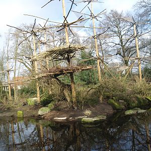 Mantled Colobu island, 2008-03-01