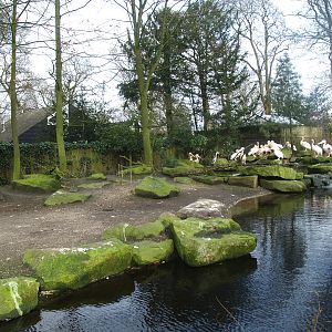 Great white pelican exhibit, 2008-03-01