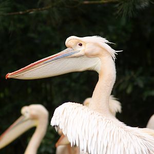 Great white pelican (Pelecanus onocrotalus), 2008-03-01