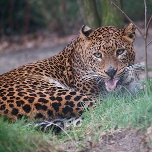 Sri Lankan leopard (Panthera pardus kotiya), 2008-03-01