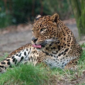 Sri Lankan leopard (Panthera pardus kotiya), 2008-03-01