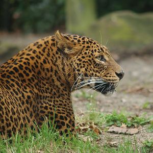 Sri Lankan leopard (Panthera pardus kotiya), 2008-03-01
