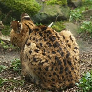 Serval (Leptailurus serval), 2008-03-01