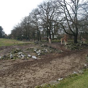 Savanna exhibit, 2008-03-01