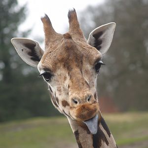 Rothschild's giraffe (Giraffa camelopardalis rothschildi), 2008-03-01