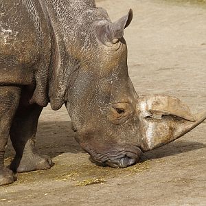 Southern white rhinoceros (Ceratotherium simum simum), 2008-03-01