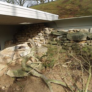 Indian crested porcupine exhibit, 2008-03-01