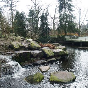 Kodiak bear exhibit, 2008-03-01