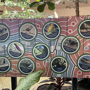 Free flying birds signage