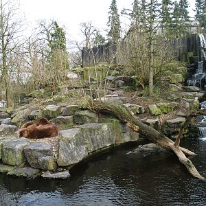 Kodiak bear exhibit, 2008-03-01