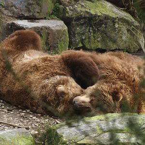 Kodiak bears (Ursus arctos middendorffi), 2008-03-01