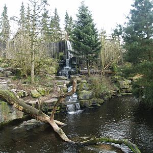 Kodiak bear exhibit, 2008-03-01
