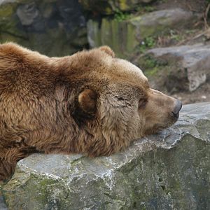Kodiak bear (Ursus arctos middendorffi), 2008-03-01