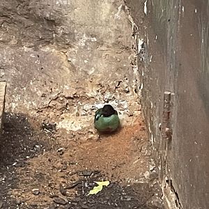 Hooded pitta (Pitta sordida)