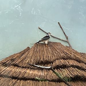 African pygmy falcon (Polihierax semitorquatus)