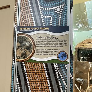 African pygmy falcon signage