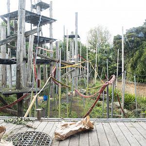 Orangutan Exhibit