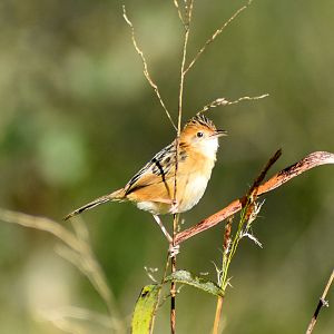 Golden-headed Cisticola