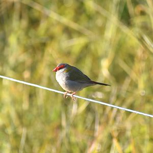 Red-browed Finch