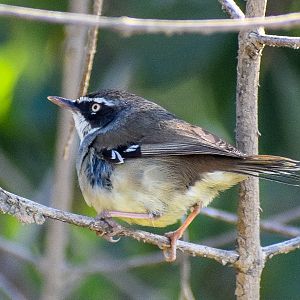 White-browed Scrubwren