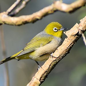 Silvereye