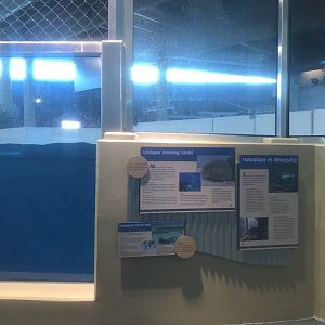 Discovery Bay - Hawaiian Monk Seal Signage